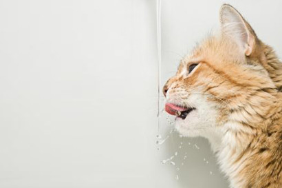 CatDrinkingWater